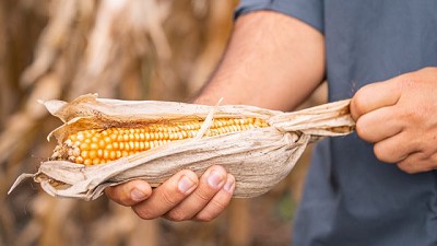 Advanta presenta sus híbridos de maíz adaptados a todas las fechas de siembra y planteos productivos en cada región