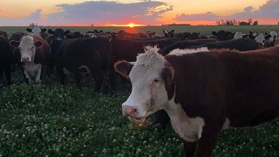 Mercado ganadero en un buen momento: estabilidad para la concreción de negocios y firmeza en los precios