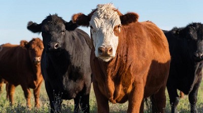 Sarna bovina, una enfermedad que arrastra pérdidas productivas, pero tiene solución