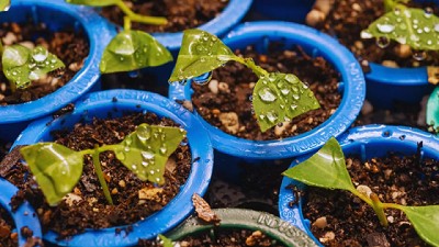 El INTA aplica selección genómica en el mejoramiento forestal