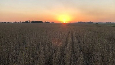 Cosecha de soja: Los buenos rendimientos en el inicio de las trillas ayudan a compensar el bajo precio