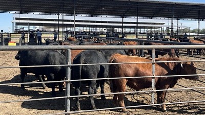 Angus comenzó en Córdoba la 12ª Prueba de Eficiencia de Conversión