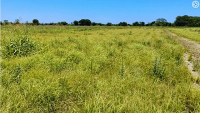 Reservar forraje para el invierno