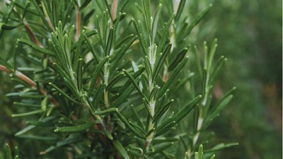 Evalúan el potencial del romero en la agricultura