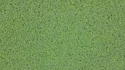 El USDA estimó una cosecha cercana a las 3,1 millones de toneladas de soja en Uruguay para la zafra 2024/25