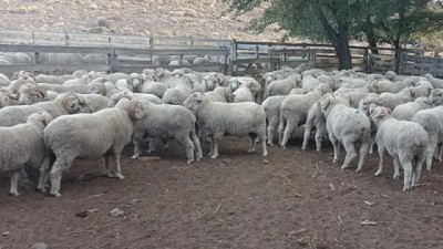 La predación, eje central del trabajo ganadero en la Región Sur