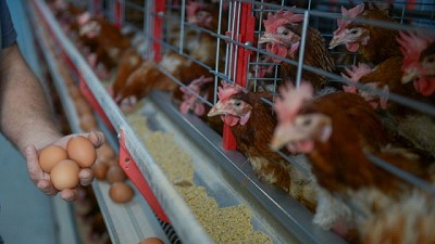 Las exportaciones de huevo industrializado crecieron un 20% en volumen