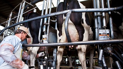 La producción de leche creció 10,9% en el primer trimestre de 2025
