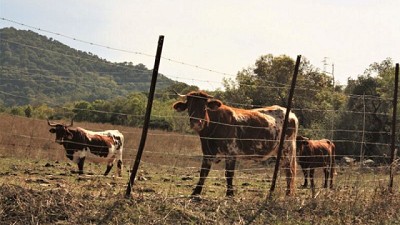 Con la macroeconomía más ordenada, ¿este es el momento de la nueva ganadería?