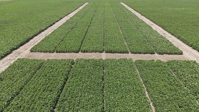 Desde EE.UU. a Argentina: el modelo de campo experimental privado que está revolucionando el agro