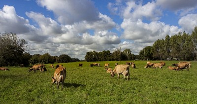 ¡Alerta Zoonosis! Enfermedades que saltan de animales a humanos: lo que debes saber