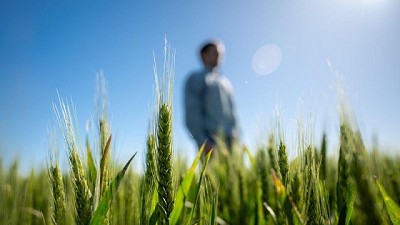 Trigo 360º: una propuesta integral para maximizar el rendimiento en los lotes