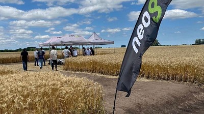 Siembra triguera 2025: con estrategia y el sello Neogen para una campaña exitosa