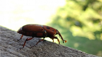 Recomendaciones para prevenir el ingreso del picudo rojo de las palmeras a la Argentina