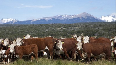 Sugerencias para fortalecer el bienestar animal en las épocas de bajas temperaturas