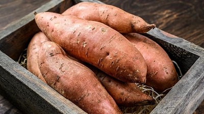 Proponen herramientas digitales para potenciar el cultivo de batata
