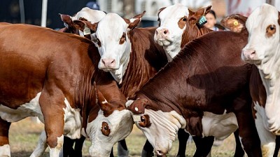 Braford: eficiencia genética y carne de calidad rumbo a Las Nacionales 2025