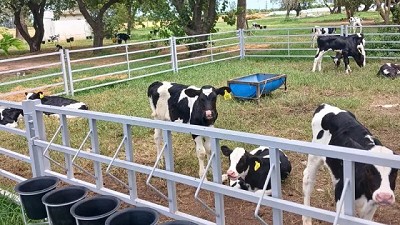 Implementan sistemas de crianza colectiva para mejorar el bienestar animal