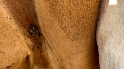 Las cinco claves de la vacuna uruguaya que podría cambiar la historia del combate a la garrapata