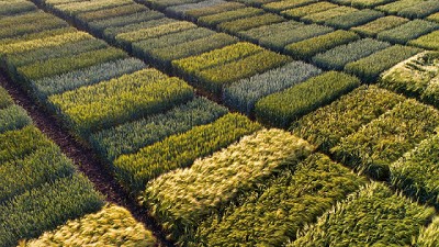 Ensayos virtuales: en qué consisten y cuáles son sus ventajas para la producción agrícola