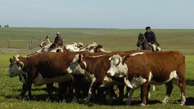 Recría pastoril: con un clima que sigue dando tregua, la recría a campo vuelve a pisar fuerte