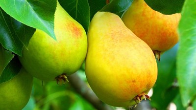 Peras frescas chinas llegarán por primera vez a Argentina