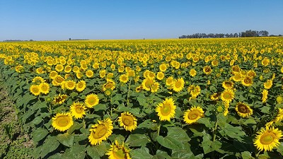 El girasol derriba barreras en Córdoba: gana en suelos salinos y en una zona poco explorada