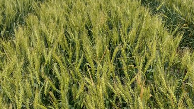 Presentan nuevas variedades de trigo pan con alto rendimiento y resistencia