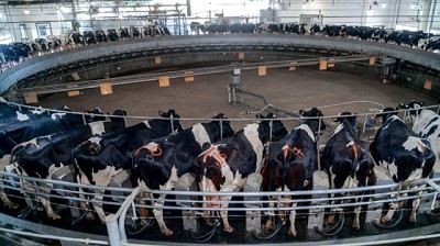 $20.000 millones para potenciar la lechería con créditos en valor producto del BICE