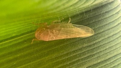 La chicharrita del maíz, una amenaza que persiste y obliga a anticipar las acciones de prevención