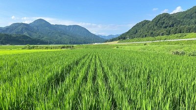 Un productor japonés llevará al próximo Congreso Aapresid, la experiencia en siembra directa en Arroz