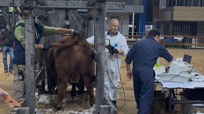 Récord de inscriptos en la expo otoño Angus