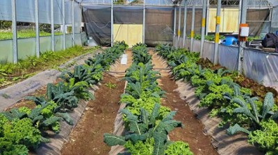 Presentan un equipo para automatizar el sistema de riego con IA para invernaderos