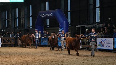 ExpoAngus: nuevas cabañas debutaron en la Expo Otoño