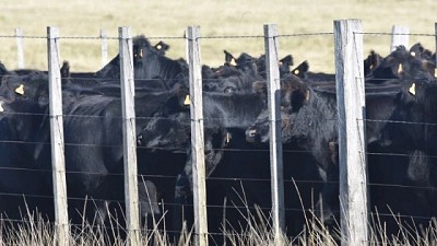Un otoño de oportunidades: 7 de cada 10 rodeos en condición corporal destacada y pasturas en muy buen estado