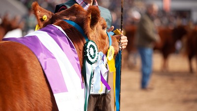 Llega la 8ª Exposición Limangus de Otoño