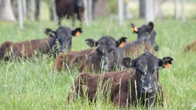 Buen forraje y poca oferta sostienen los precios del ganado