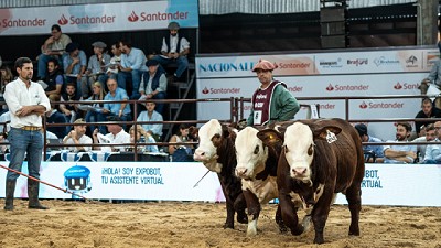Exposición Nacional Braford: gran calidad en terneros y cabañas premiadas