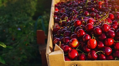 Cerezas patagónicas, un sabor único nacido del frío, la luz y la dedicación