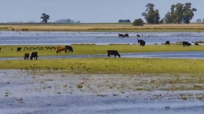 Ganadería bajo agua: claves del INTA para enfrentar el exceso hídrico