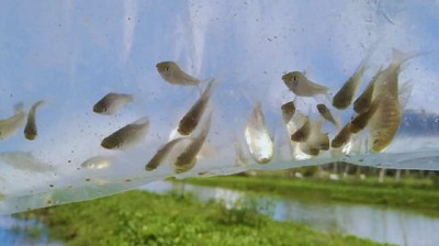 Utilizan peces nativos para controlar mosquitos en ambientes urbanos