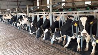 PyMEs lácteas en alza: capacitación, ciencia y futuro desde el INTA