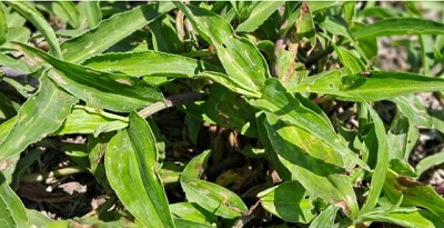 Commelina erecta: el manejo arranca en otoño