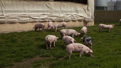 Alerta en la producción porcina: claves para prevenir la triquinosis
