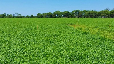 Evalúan el potencial de la moha y los desafíos agronómicos en la región