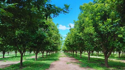 Desarrollan herramienta para cuantificar la mancha negra del pecán