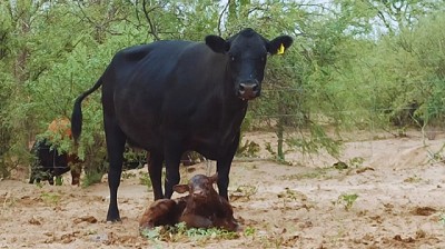 Promueven estrategia de manejo para mejorar la producción de carne