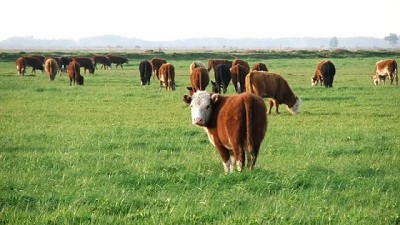 Adiós a la ganadería tradicional: Neuquén lidera con un programa que premia la sustentabilidad