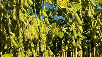 Cosecha de soja avanza con expectativas de un promedio en 3.200 a 3.300 kilos por hectárea en la zona núcleo