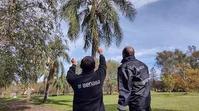 Entre Ríos: Jornada de prevención de picudo rojo de las palmeras en Villa Paranacito